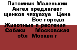 Питомник Маленький Ангел предлагает щенков чихуахуа › Цена ­ 10 000 - Все города Животные и растения » Собаки   . Московская обл.,Москва г.